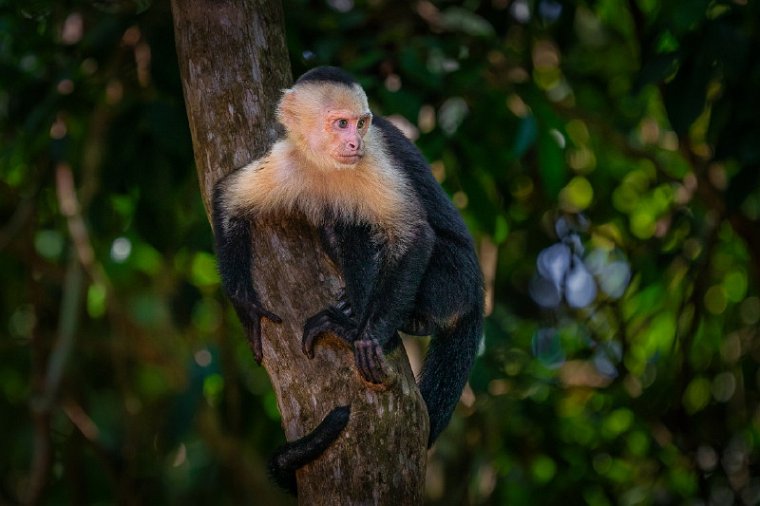 076 Manuel Antonio, kapucijnaap.jpg